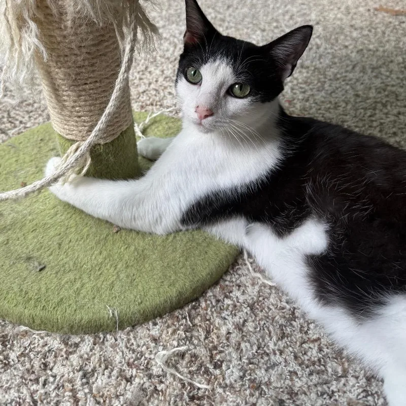 A young small-sized male Black Domestic Short Hair cat named Luke for adoption in Frederick, MD