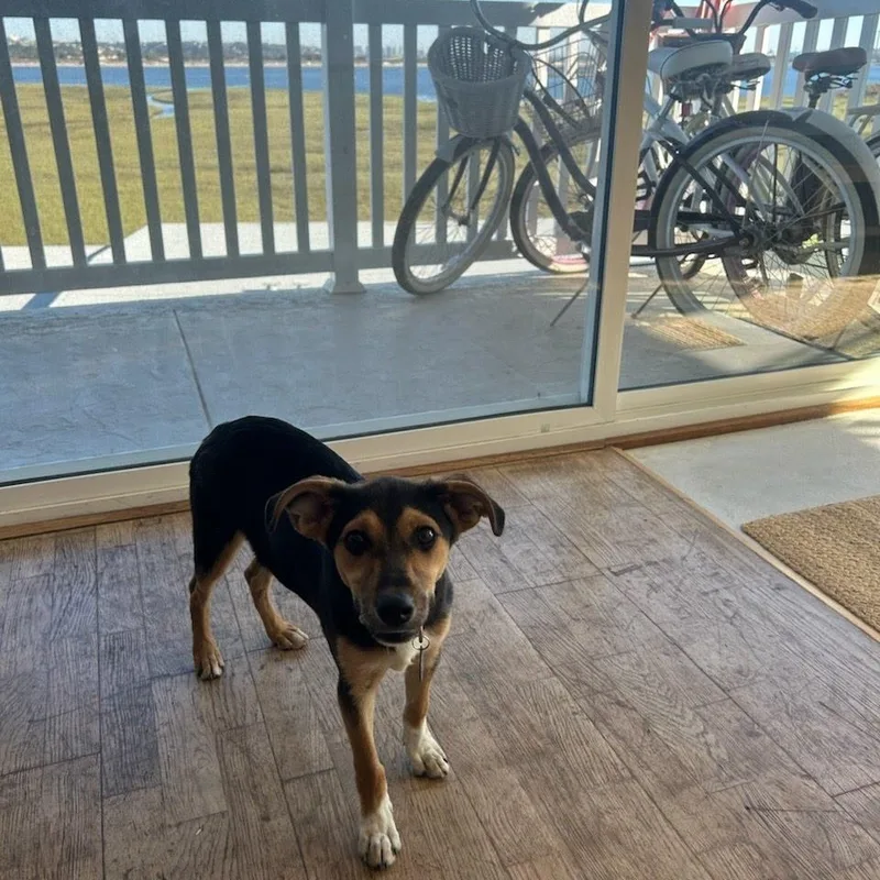 A baby medium-sized female Whippet dog named Klaire for adoption in San Diego, CA