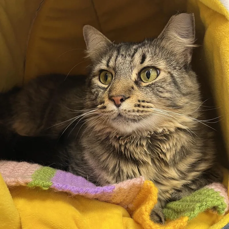 An adult extra large-sized male Brown / Chocolate Domestic Medium Hair cat named Kingzee for adoption in Boston, MA