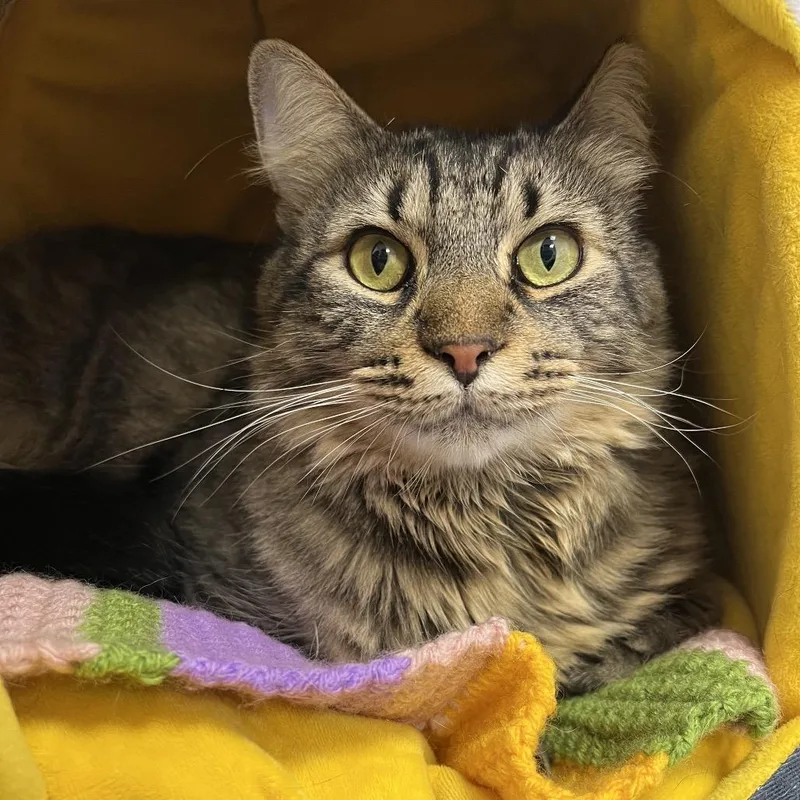 Kingzee thumbnail 2