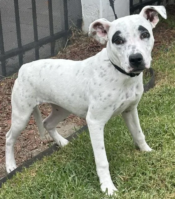 A young small-sized female Terrier dog named Amber for adoption in Bell Gardens, CA