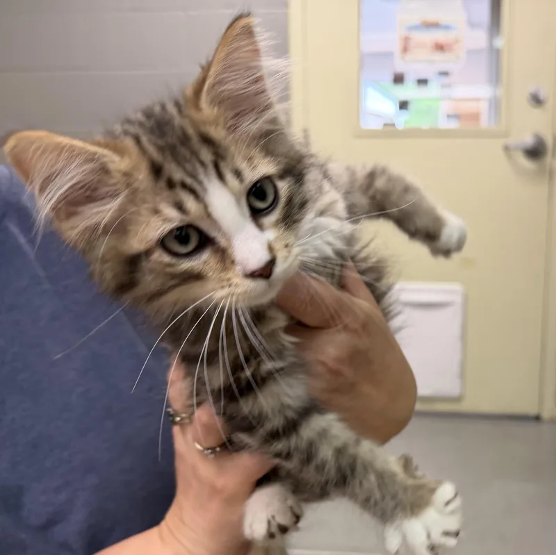 A baby large-sized male Tabby (Brown / Chocolate) Domestic Long Hair cat named Bogart for adoption in Latrobe, PA