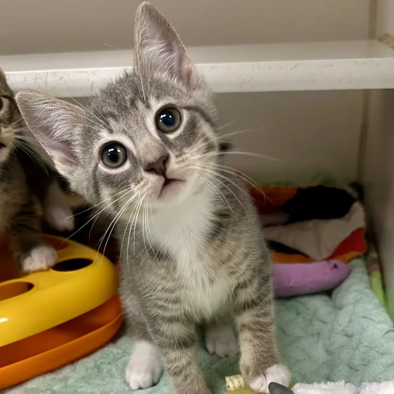A young small-sized male Domestic Short Hair cat named Gus for adoption in Reisterstown, MD