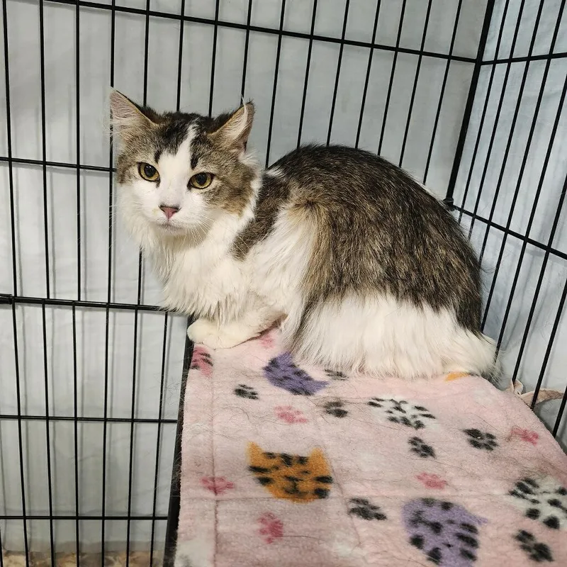 An adult medium-sized female Tabby (Brown / Chocolate) Domestic Long Hair cat named Sunshine for adoption in Highland, IN