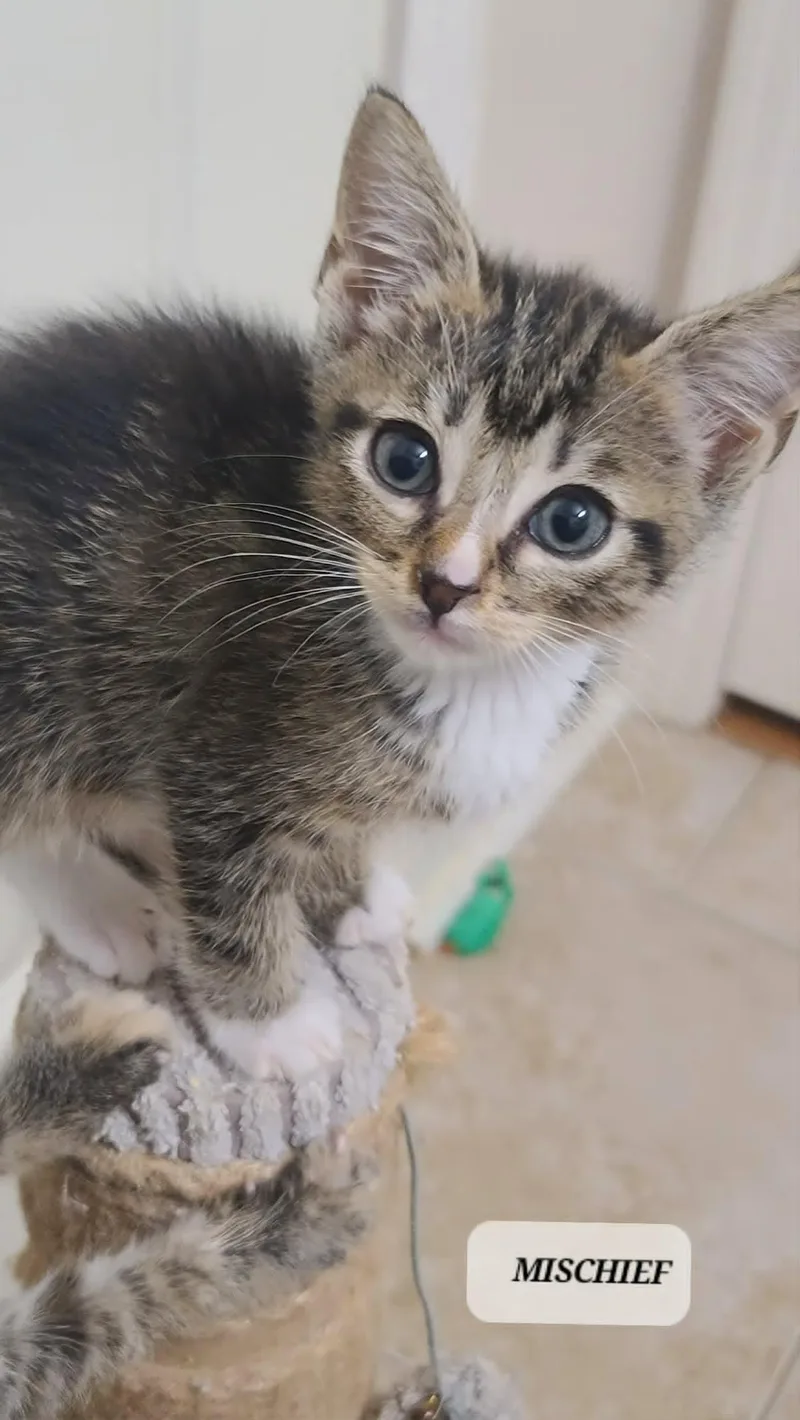 A baby small-sized male Tabby cat named Mischielf C Seago for adoption in Saunderstown, RI