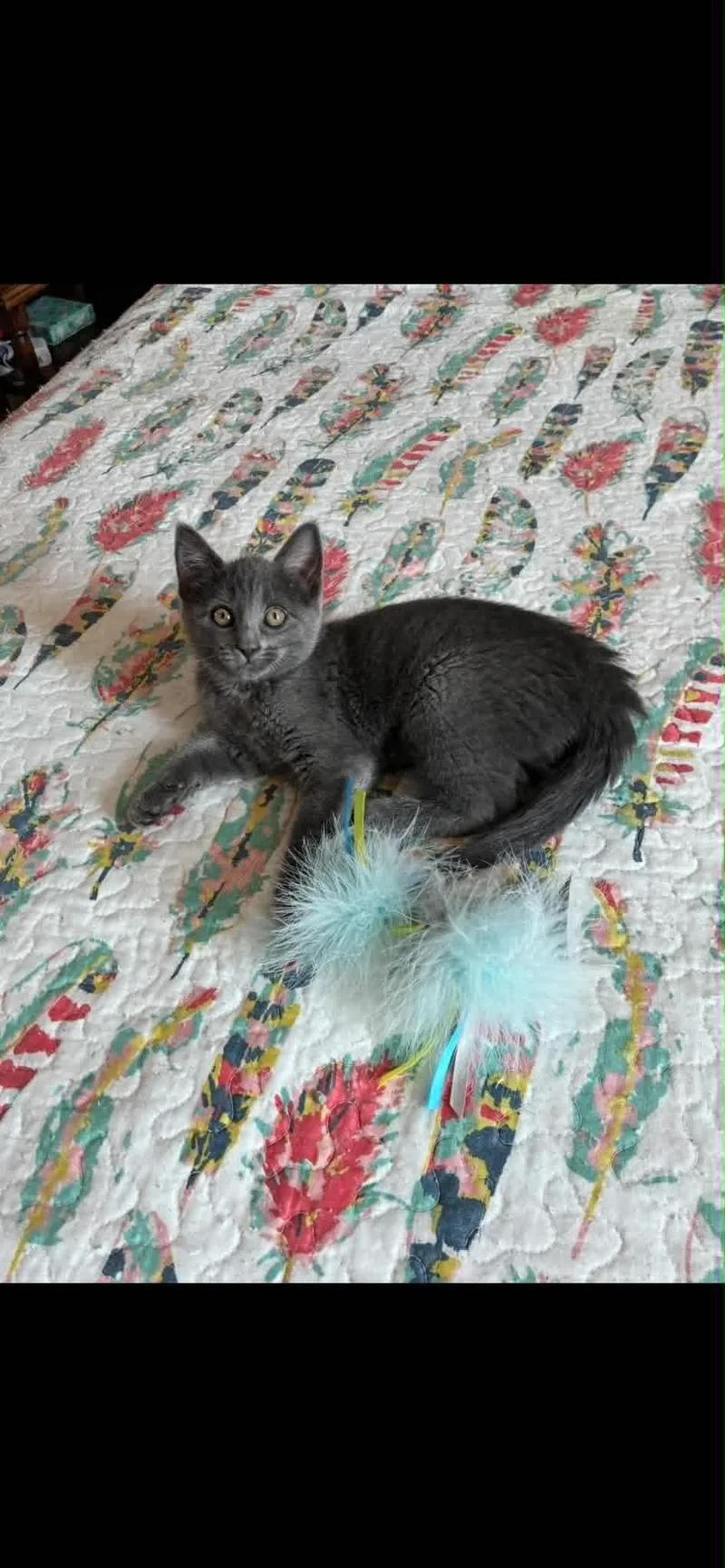 A baby medium-sized female Gray / Blue / Silver Domestic Short Hair cat named Skye for adoption in Omaha, NE