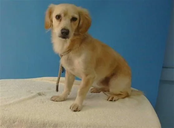 A young small-sized male Terrier dog named Baby for adoption in Gardena, CA