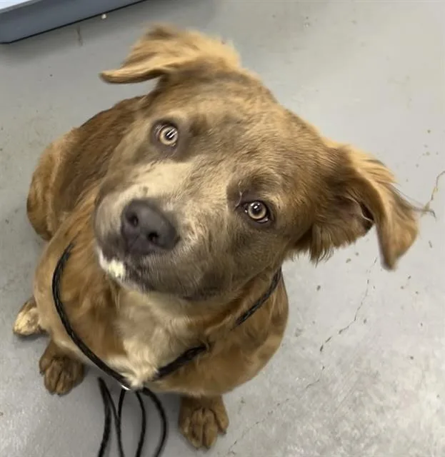 A young medium-sized male German Shepherd Dog dog named Vogue for adoption in Peoria, IL