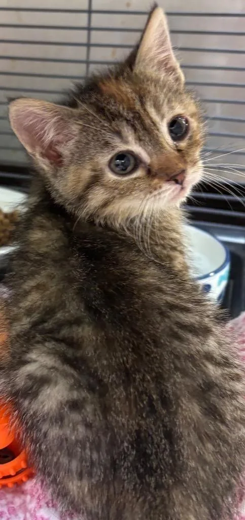 Tabbytha thumbnail 2