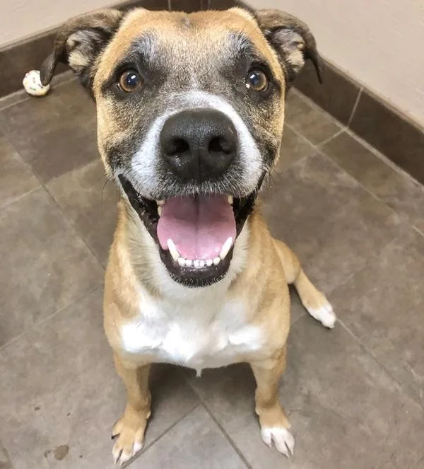 Brutus