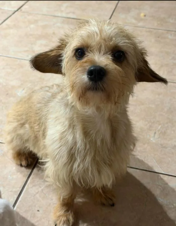A young small-sized male Terrier dog named Trulock In Tx for adoption in Cranston, RI