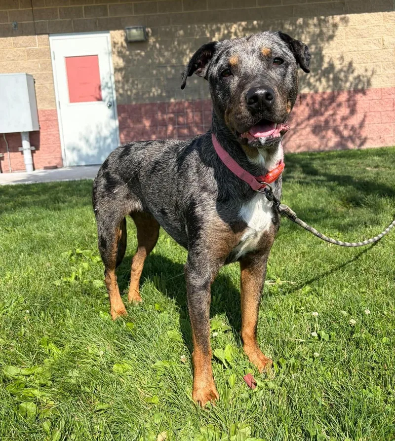 An adult medium-sized female Merle (Blue) Labrador Retriever dog named Sable for adoption in Maryville, MO
