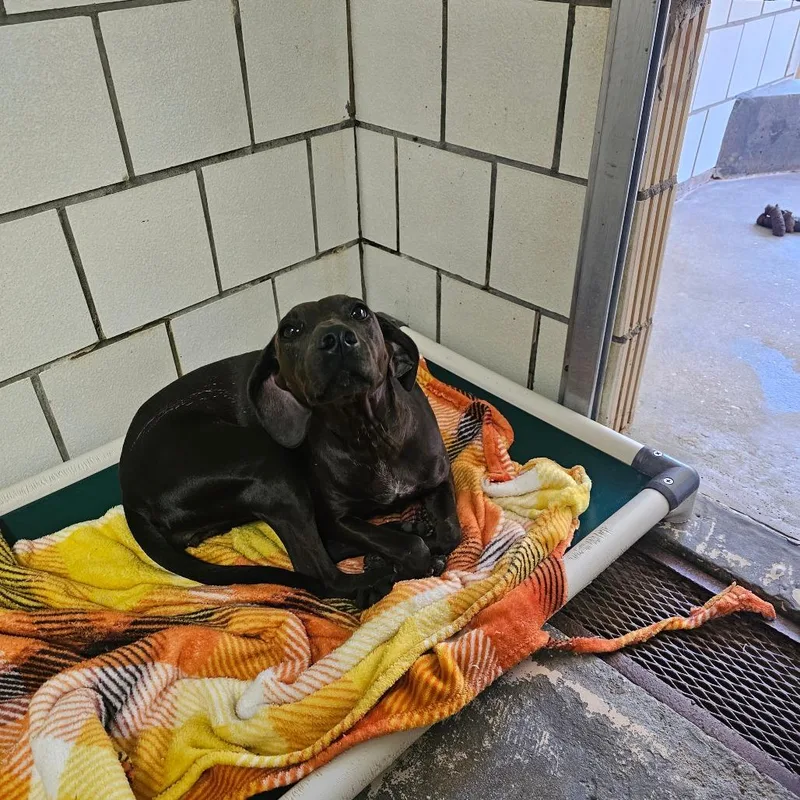 A young medium-sized female Black Labrador Retriever dog named Dixie for adoption in Starkville, MS