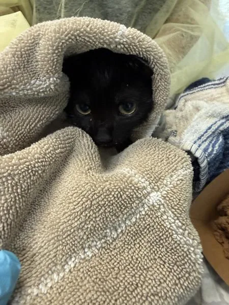A baby medium-sized male Domestic Short Hair cat named Yahoo for adoption in New York, NY