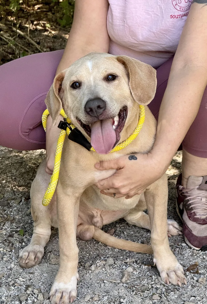 A young medium-sized male Apricot / Beige Labrador Retriever dog named Charlie for adoption in Meherrin, VA