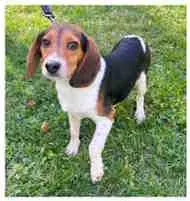 A baby small-sized male Tricolor (Brown, Black, & White) Beagle dog named Bruce for adoption in Atco, NJ