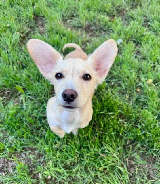 Roo