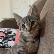 A baby small-sized male Domestic Short Hair cat named Sharlie for adoption in State College, PA