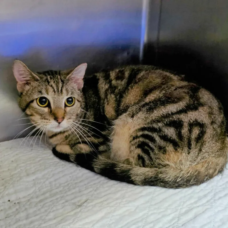 A young large-sized female Domestic Short Hair cat named Stevie for adoption in New Manchester, WV