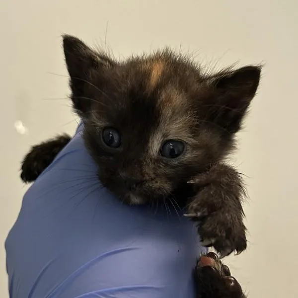 Nala