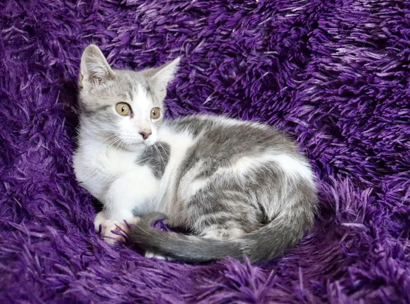 Blueberry