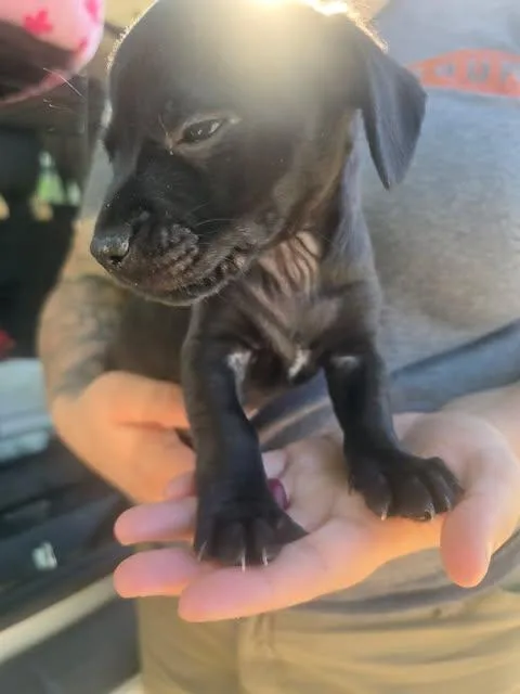 Bartholomew thumbnail 2