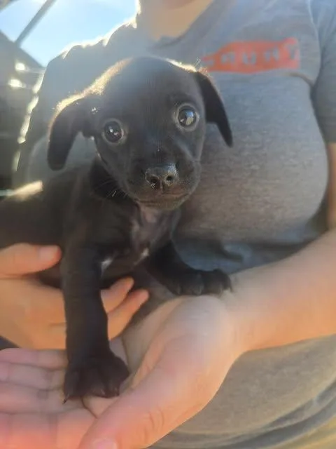 A baby small-sized male Black Chiweenie dog named Bartholomew for adoption in Wichita Falls, TX