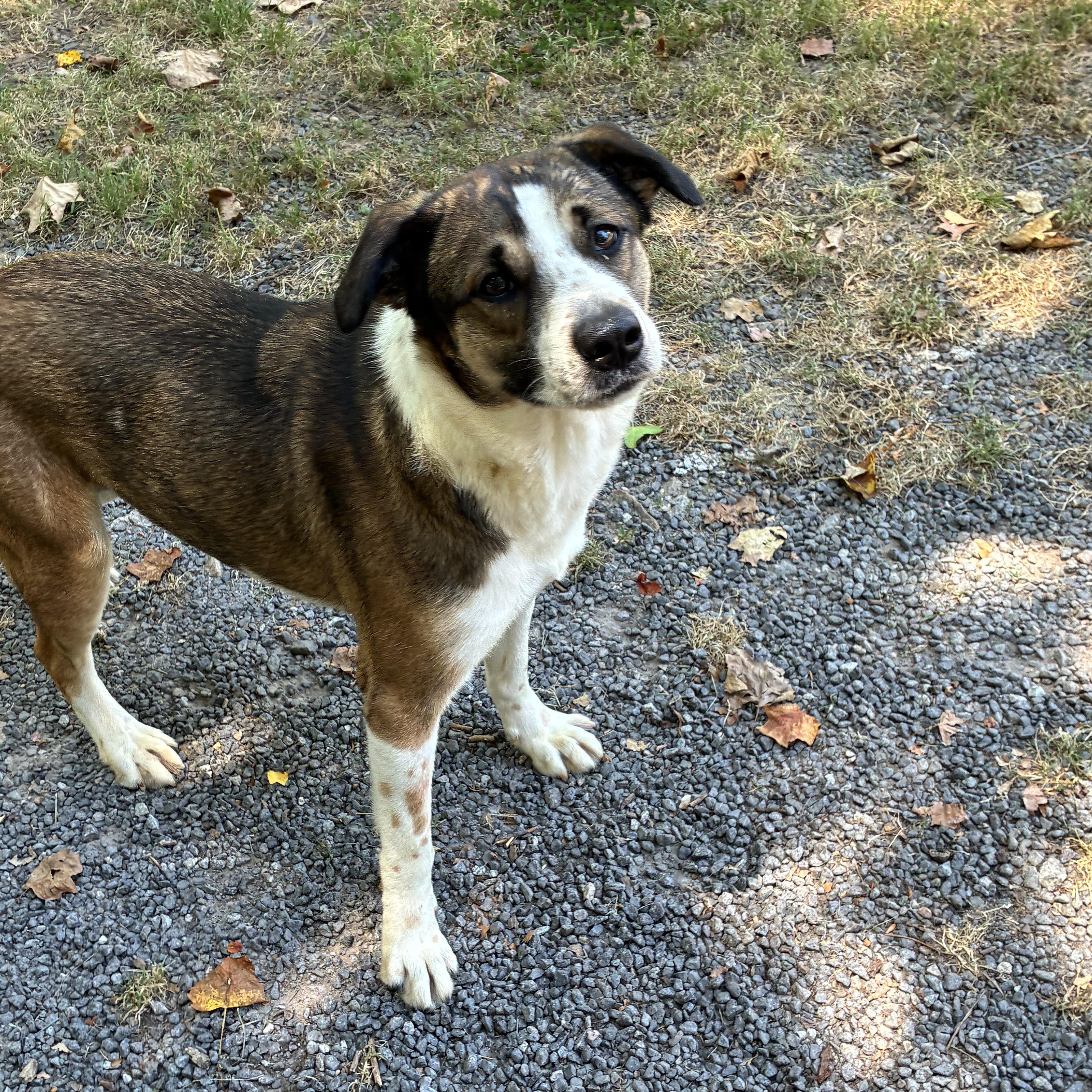 An adult medium-sized female Tricolor (Brown, Black, & White) Australian Shepherd dog named Zoe for adoption in Rock Hill, SC