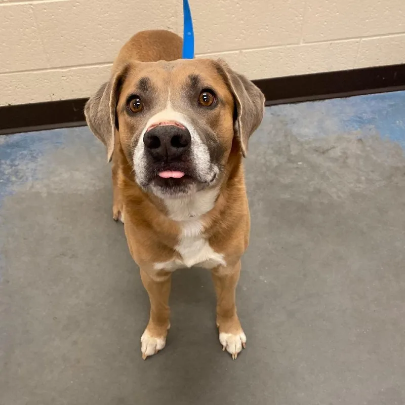 An adult medium-sized male Yellow / Tan / Blond / Fawn Mixed Breed dog named Dezzs for adoption in Memphis, TN