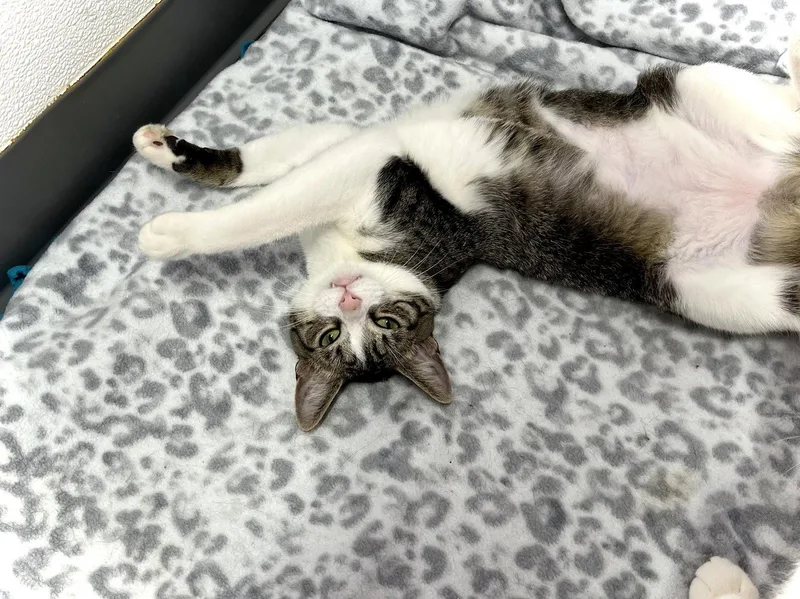 A young medium-sized female Domestic Short Hair cat named Egg for adoption in Estherville, IA