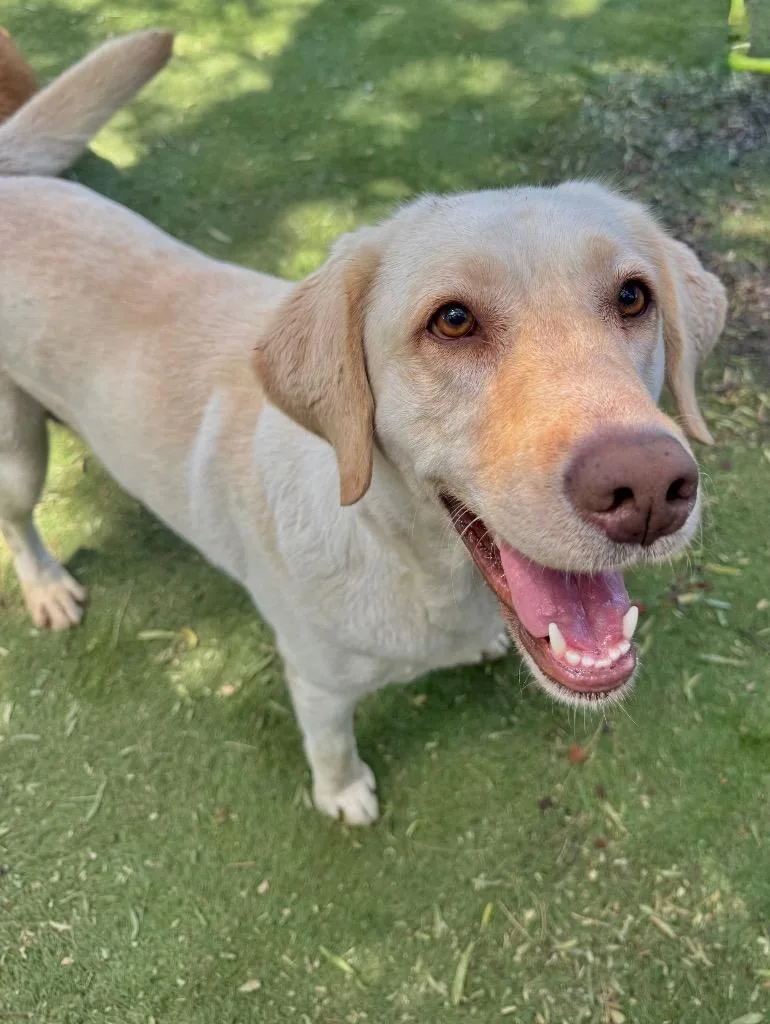 An adult medium-sized female Yellow Labrador Retriever dog named Sierra for adoption in San Diego, CA