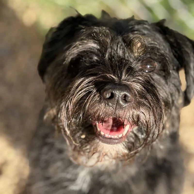 An adult medium-sized male Black Miniature Schnauzer dog named Mikell for adoption in Newark, NJ