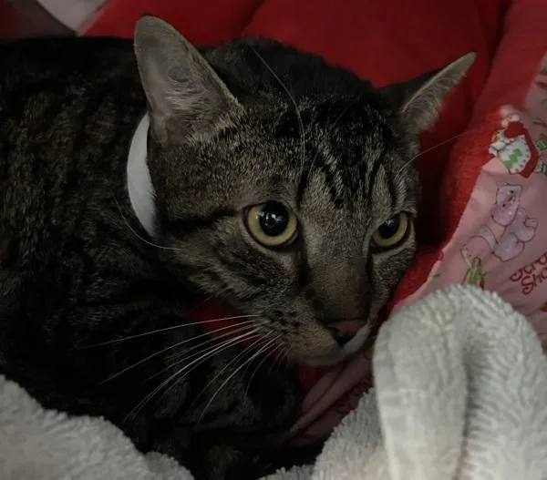 An adult medium-sized male Domestic Short Hair cat named Juju for adoption in Ridgewood, NY