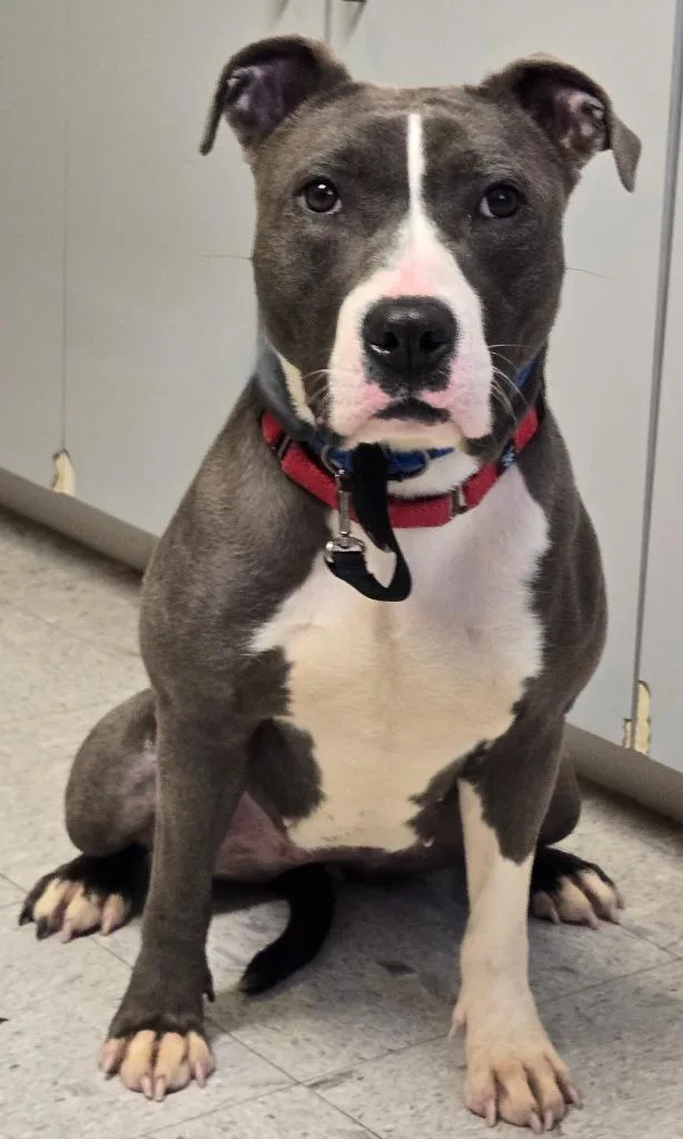 An adult medium-sized female Terrier dog named Aj for adoption in Sandusky, OH
