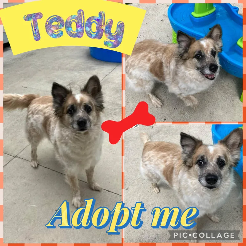 An adult medium-sized male Australian Cattle Dog / Blue Heeler dog named Teddy for adoption in Mandeville, LA