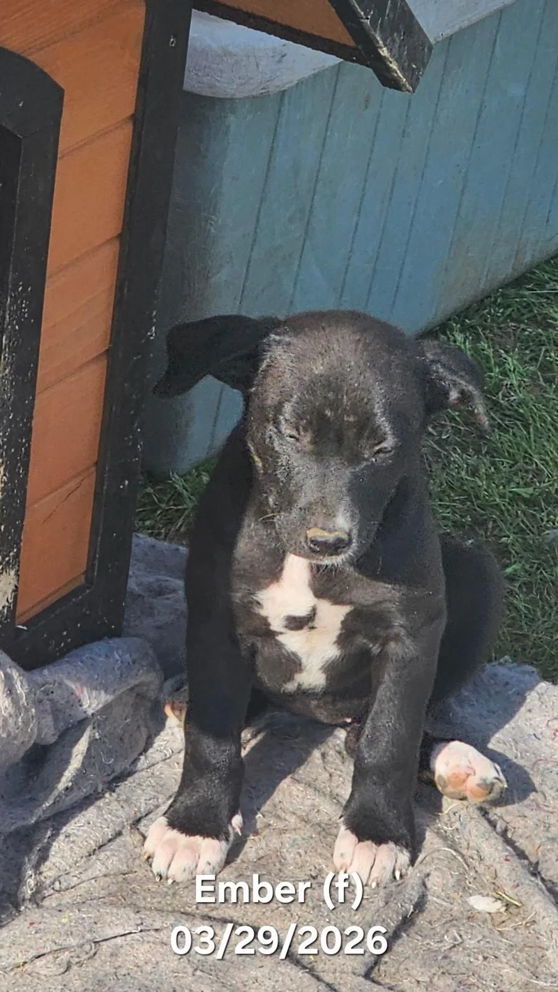 A baby medium-sized male Black Border Collie dog named Ember for adoption in Warren, RI