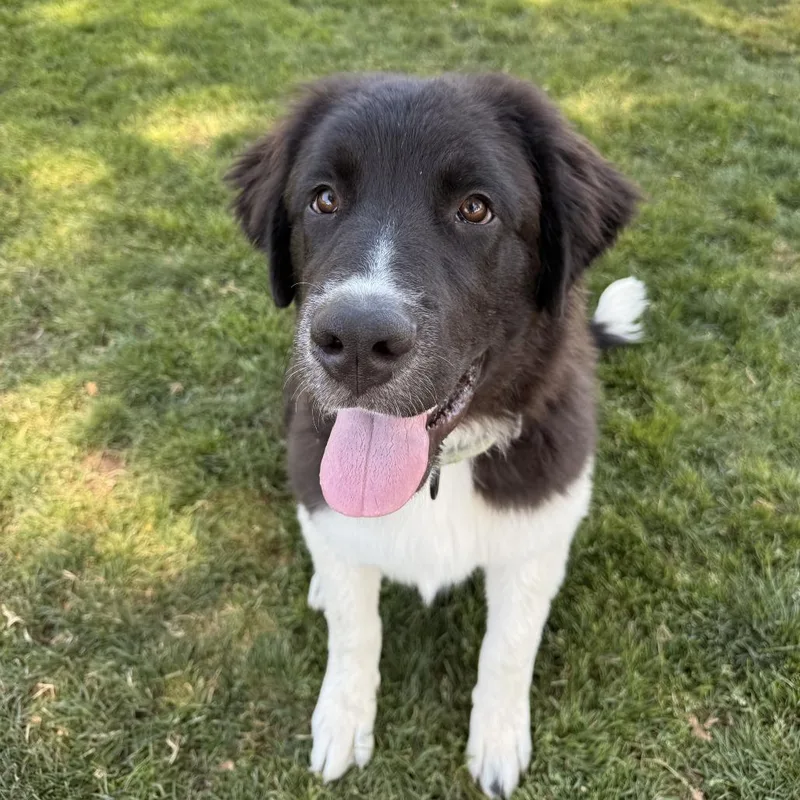 A young large-sized male Black Mixed Breed dog named Darren for adoption in Medford, OR