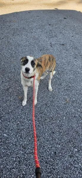 A young medium-sized female Catahoula Leopard Dog named Pen for adoption in Lawrenceville, GA