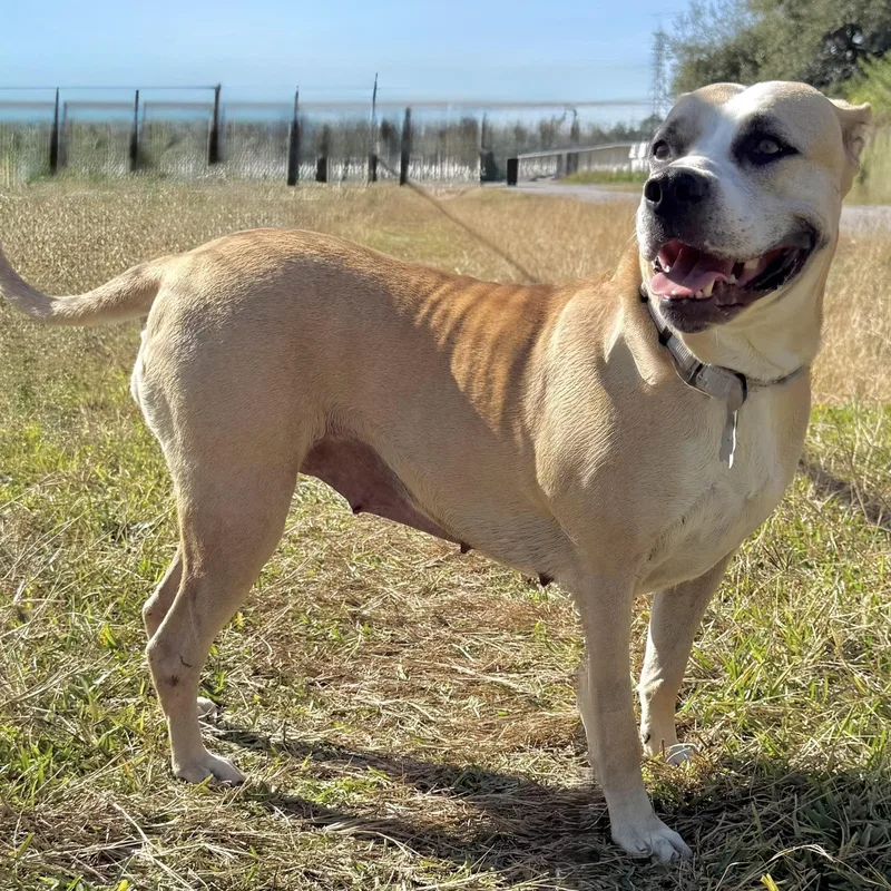 A young large-sized female White / Cream American Staffordshire Terrier dog named Wynn for adoption in Houston, TX