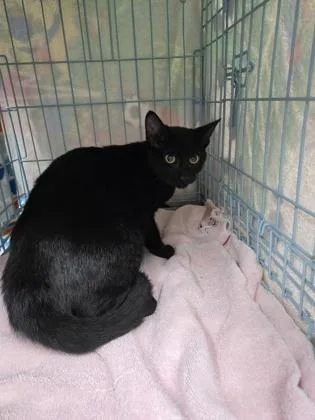 A baby small-sized male Domestic Short Hair cat named Mater for adoption in Gainesville, FL