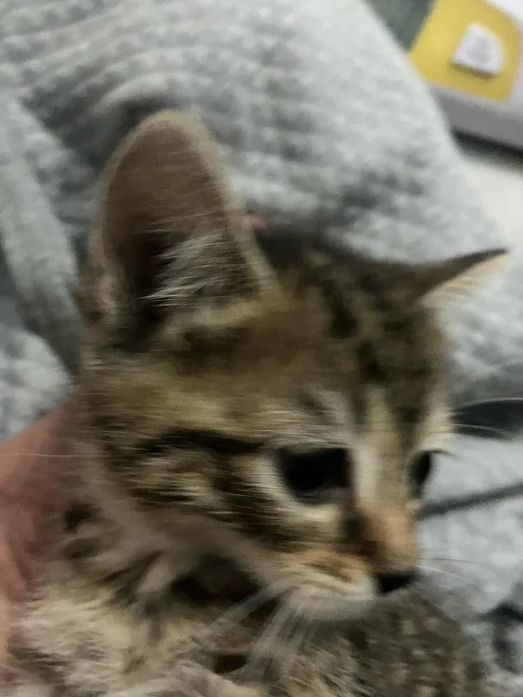 A baby small-sized female Domestic Short Hair cat named Holland for adoption in Orlando, FL
