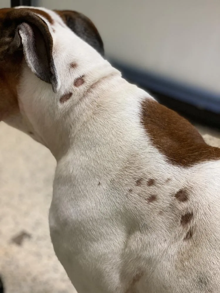 An adult medium-sized female Boxer dog named Scarlett II for adoption in Hewitt, TX