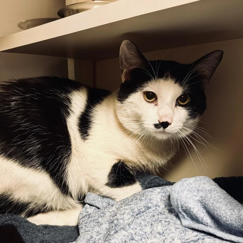 An adult large-sized male Black Domestic Short Hair cat named Battie for adoption in South Elgin, IL