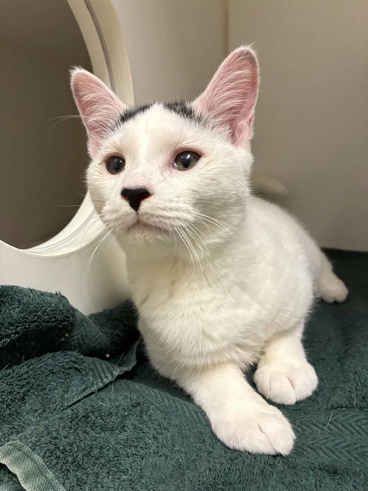 A young medium-sized male Domestic Short Hair cat named Cadbury for adoption in Elmsford, NY