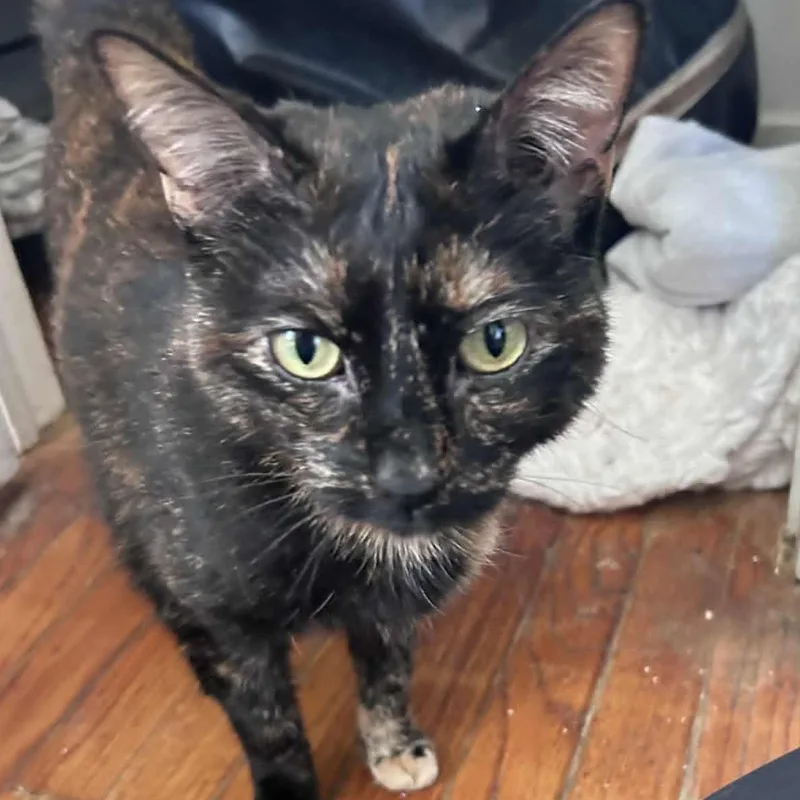 An adult medium-sized female Tortoiseshell Tortoiseshell cat named Rebecca for adoption in Huntington, NY