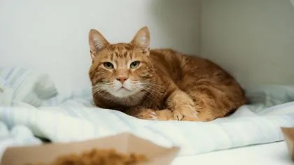 Milo
