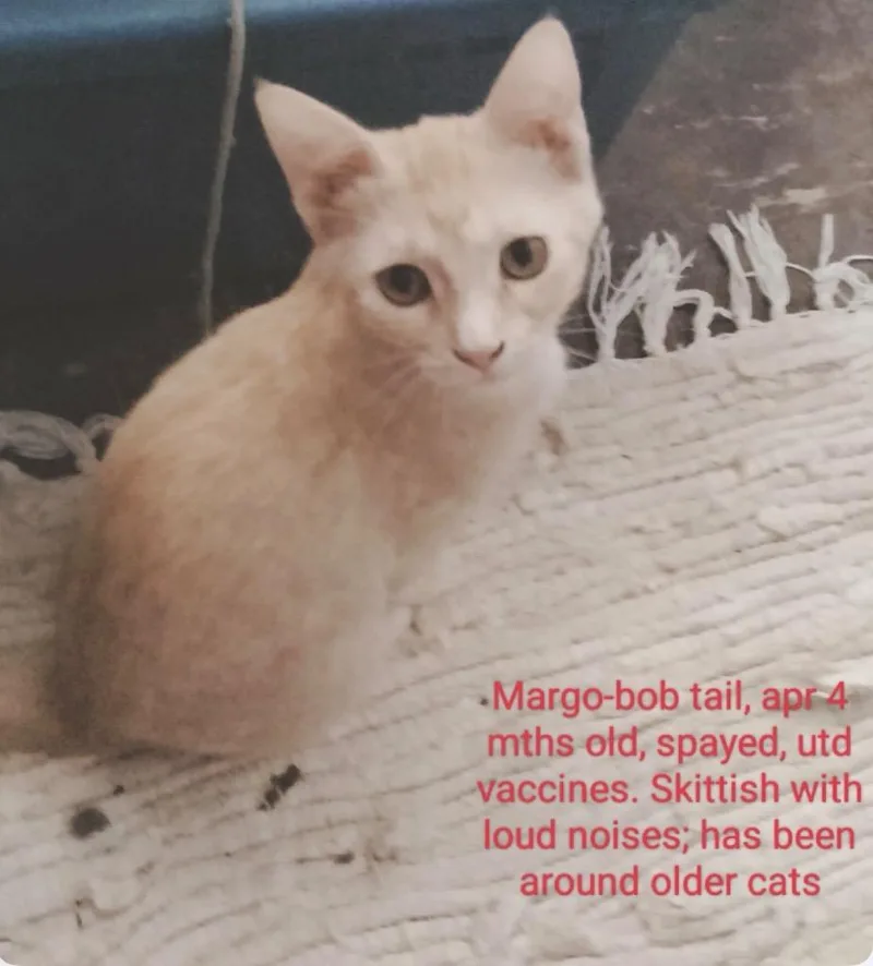 A baby medium-sized female American Bobtail cat named Margo for adoption in Muskegon, MI