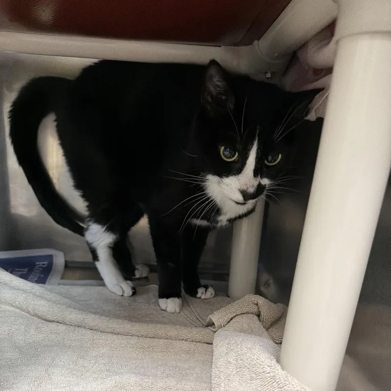 An adult medium-sized female Black Domestic Short Hair cat named Mable for adoption in Perkiomenville, PA