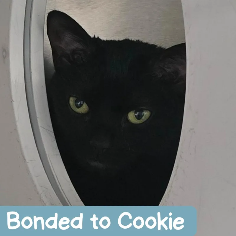 Biscuit