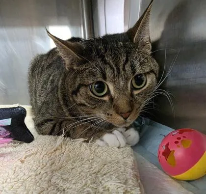 An adult medium-sized male Domestic Short Hair cat named Rhett for adoption in Conway, SC